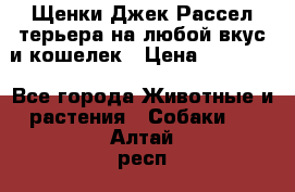 Щенки Джек Рассел терьера на любой вкус и кошелек › Цена ­ 13 000 - Все города Животные и растения » Собаки   . Алтай респ.